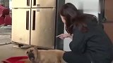 捡回来的流浪狗，睡觉都以为有人打它，做梦嚎叫太心疼了