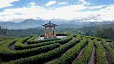 《物华天宝》福建省南平市：松溪绿茶之采茶记