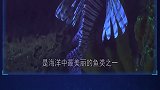 5种奇特的海洋生物