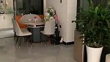 人类幼崽为了叫妈妈起床，躺在地上假装摔倒狂飙演技