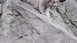 小猴子几天没洗澡了，身上痒痒的很！