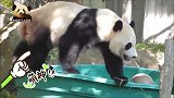 奶爸奶妈套路深,把零食藏进大澡盆,熊猫贝贝束手无策:我太难了