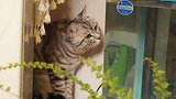 猫咪偷吃主人鸡蛋未果，被发现后上演攻心计！主人欲哭无泪！