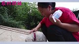 胖妹的旺财太挑剔，要住自己的房子还吃烤鸡，现在比大洋地位还高