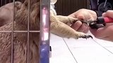 土拨鼠抢着剪指甲，太可爱了