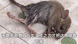 一只小老鼠的命运