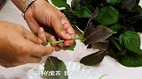 初秋这菜正当季，5毛一斤，营养极高，再不吃就过季了，味道特香