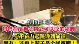 小狗奋力起跳等待开饭 网友：吃顿饭狗瘦2斤！