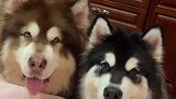 呐呐这撒娇有点顶不住