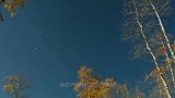 世界上最古老的树，8万年前萌芽，5万棵树共用一个根系