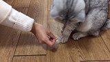胡子掉了，猫咪难过到变形，喵：委屈想哭
