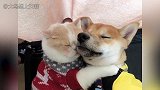 猫咪趴在狗子后背，还受到了无限宠爱，这是什么神仙关系？