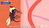 一个动画告诉你为什么蚊子吸血时人类感觉不到疼