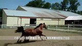 一匹马不慎误入狼群，为保命竟做出这种事，高智商的马儿！