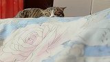 感觉这小猫咪想来偷袭我！