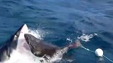 2条大白鲨在海中疯狂互殴撕咬 专家：基本特征