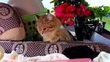 主人搬家小猫咪在后备箱一脸茫然