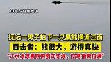 #两极穿越龙江行｜10月27日黑龙江，抚远一男子拍下一只黑熊横渡江面，目击者：熊很大，游得真快，“江水冰凉黑熊狗刨式冬泳，抗寒指数拉满”