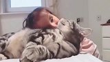 美短：猫咪与小女孩之间的互动，真的是太温馨了！