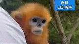 神雕山几十只金丝猴中，有只超级不合群的黏人猴