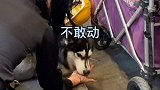 千万别把你家单独放在外面，否则……哈哥猫妹