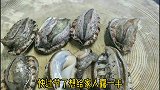 鲍鱼这样做好看又好吃，做法简单易学，家里来人待客首选硬菜