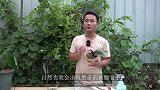 蝴蝶兰的“炭疽”怎么办，老手不当回事，新手却不会