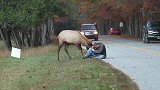 男子拍摄麋鹿将其惹怒，被疯狂攻击，看到结局心终于放下了