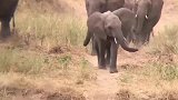小象甩着鼻子，在草地上散步