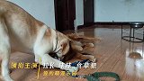 主人假扮蒙面盗贼整蛊狗狗，看看拉布拉多和金毛啥反应