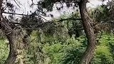 打开天窗捅马蜂窝，这下尴尬了，马蜂窝掉车里了