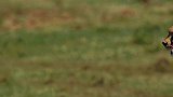 非洲独行侠猎豹，起步速度比兰博基尼都快，动物界的跑男！