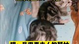 被窝里长了猫，主人帮忙照顾我们一家吧