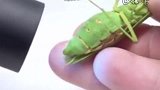 用紫外线照射野生螳螂，接下来的一幕，看得我起鸡皮疙瘩！