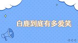 白鹿到底有多爱笑见王一博傻笑到直不起腰