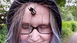 英国：一名13岁女孩路边救起一只大黄蜂后将其当宠物养