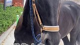 原来用夹子音叫马也可以？传说中的夹子音叫狗 动物图鉴 飓风呀