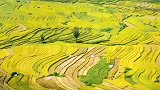丰收的季节带你走进贵州盘州新民万亩梯田感受金秋的魅力