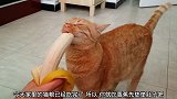 猫咪就只有香蕉可以吃了，家里已没有猫粮了