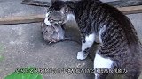 十几只猫正无所事事，突然一只老鼠钻进来了，镜头记录全过程