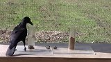 乌鸦捡到一个瓶盖，竟然将其当成滑板滑雪，太聪明了吧