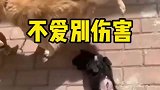 如果不爱请别伤害，狗子做法太伤心了