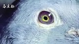 信鸽鉴赏：2只赛鸽的鸽眼，你更看好哪一只？