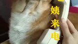 喜欢接电话的狗狗