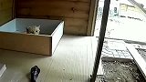 毒蛇遇攻击小猫，猫妈妈冒死将蛇击退！