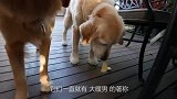 两只母鸡被大雪埋了，动弹不得，金毛刨开大雪救出了鸡，场面暖心