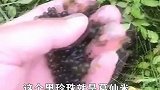 稻田里的黑珍珠，不施肥不喷药反而长得好，1700年前就被食用