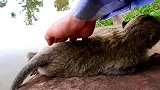 实拍：猴子日子很艰难