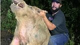 红烧肉 野猪