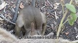 袋鼠妈妈车祸身亡，小袋鼠摇晃小手求救，下一秒的画面让人感动
